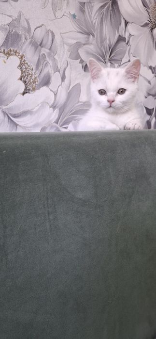 Скоттиш страйт девочка