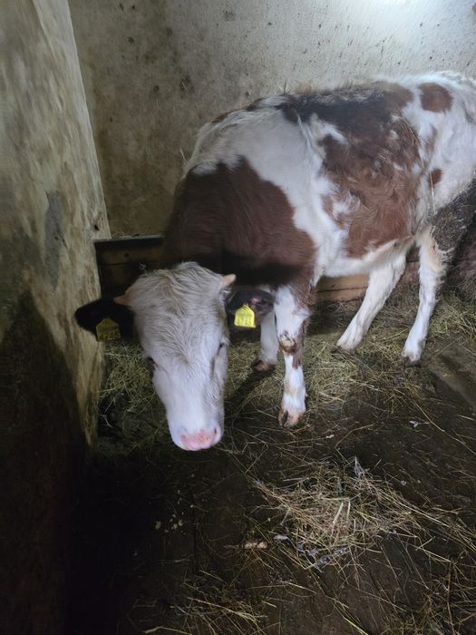 Juninca 10 luni, Baltata Romaneasca