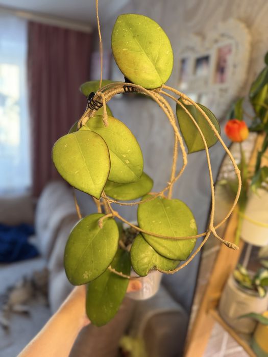 Продам комнатные растения