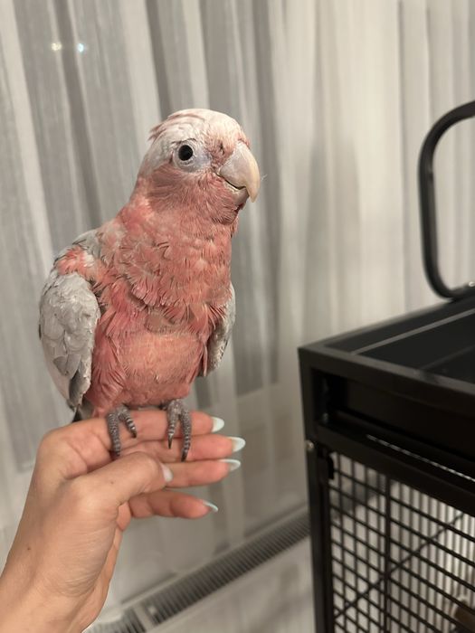 Papagal vorbitor pui Roza Kakadu ( Galah)  crescut la mana