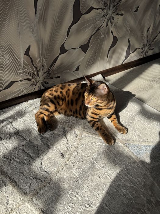 Продам кота бенгала