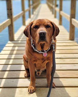 Разходки на кучета и посещения в домовете