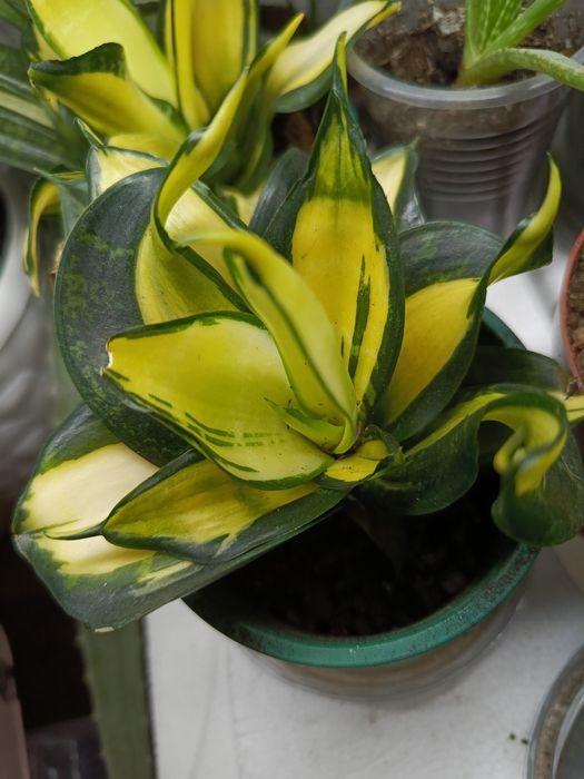 Продам сансевиерии.