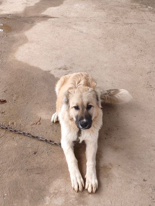 Собака парода алабай.