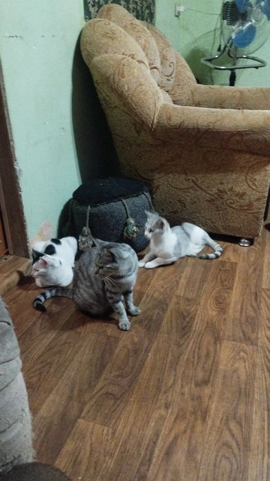 Кошки в добрые руки