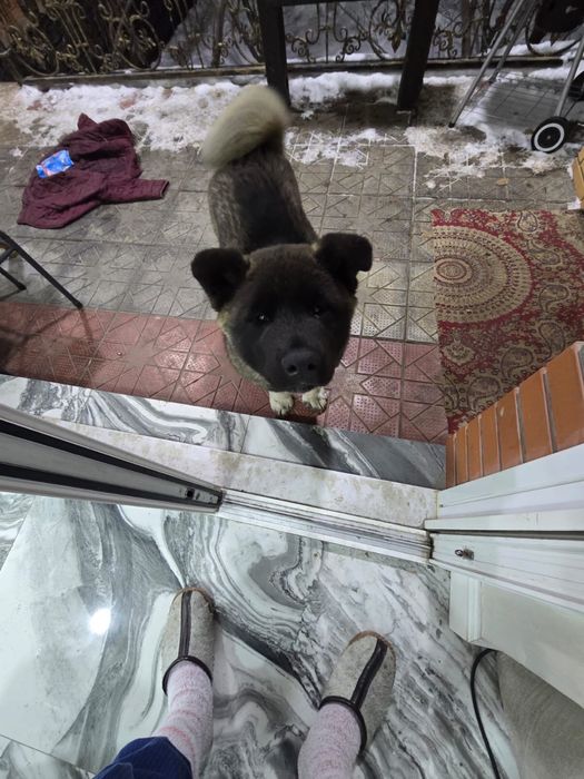 Американский акита