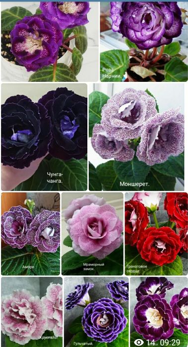 Укоренные листочки глоксиний.