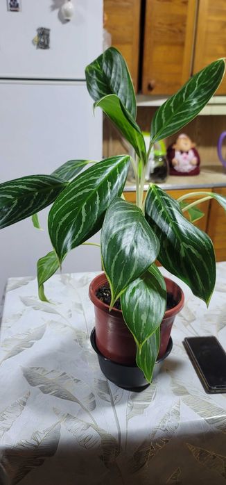 Цветы комнатные и уличные