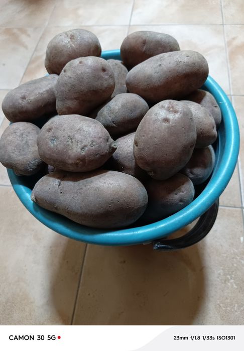 Картошка    дачная