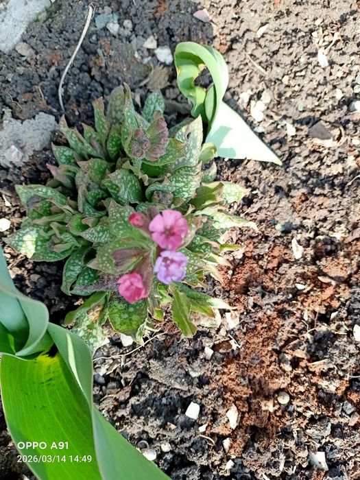 Медуница  садовая