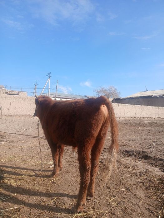 Хокиз сотилади ...