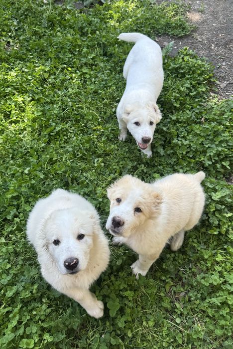 Щенки Алабая девочки