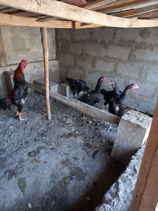 Toza yirik narsalar soglom dakenlar tuhumi bostirgani
