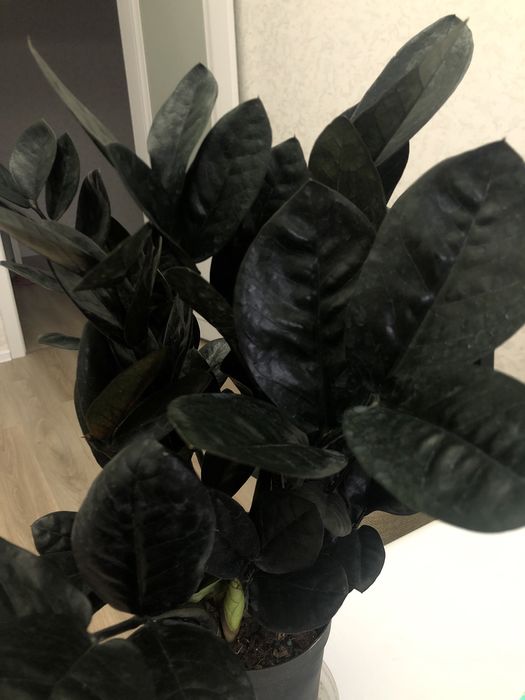 Комнатные цветочки