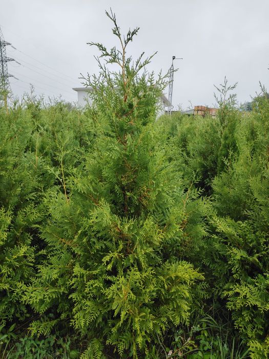 Туя Брабант, Смаракт