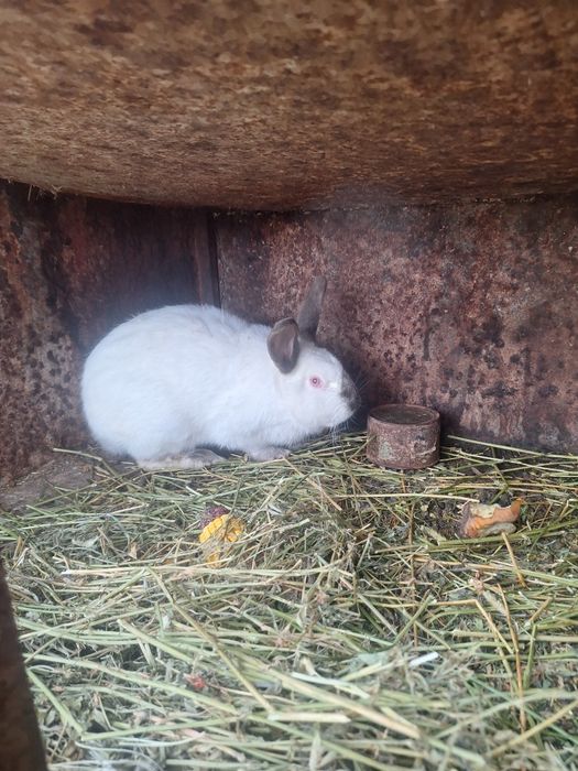 Vând iepuri , doi masculi!