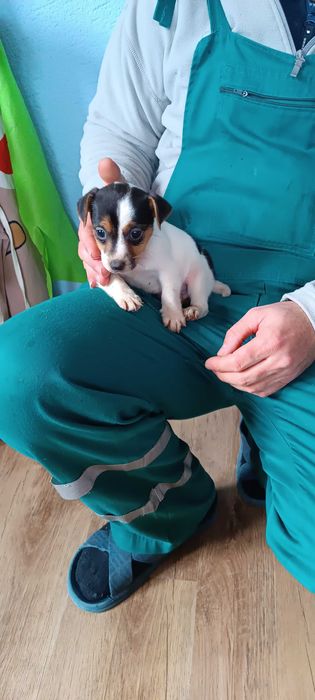 Джак Ръсел териер