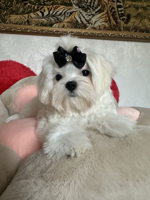 Шикарные мальтезе крови Корея