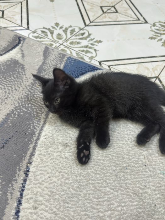 Котенок девочка. Отдадим в хорошие руки