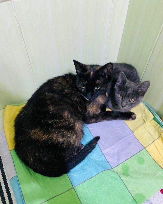 Котенок (девчока) ищет дом