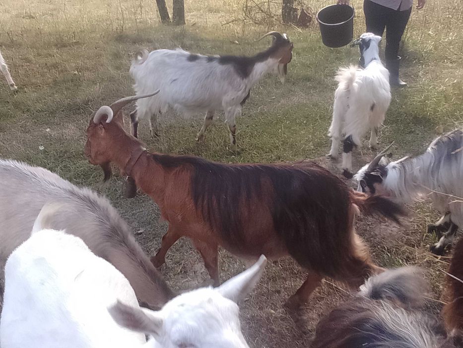 De vânzare capră Alpino franceză