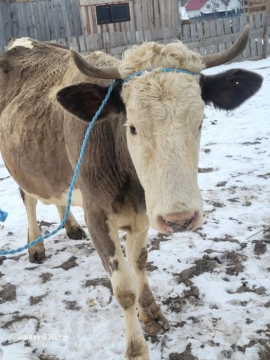 Vând vaca frumosa thnara 5 ani gestanta hn 4.5 luni.