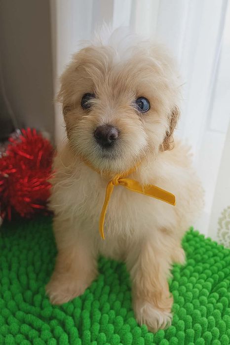 Кученца от породата Помапу