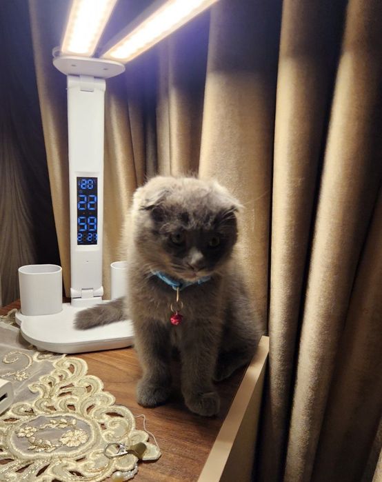 Mushuk skotish fold oʻgʻil toza zot