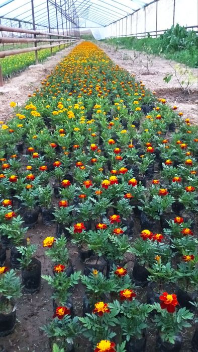 Gullar sotiladi narxi kelishilgan