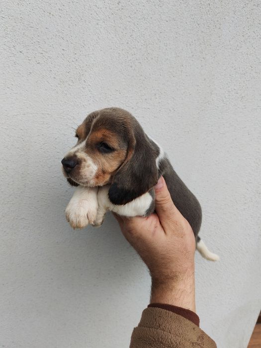 Beagle blue fetita