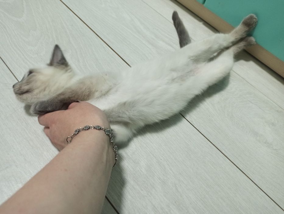 Отдам в добрые руки ласковая кошечка