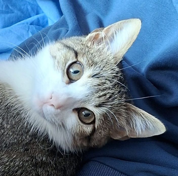 Отдаю котят в добрые руки