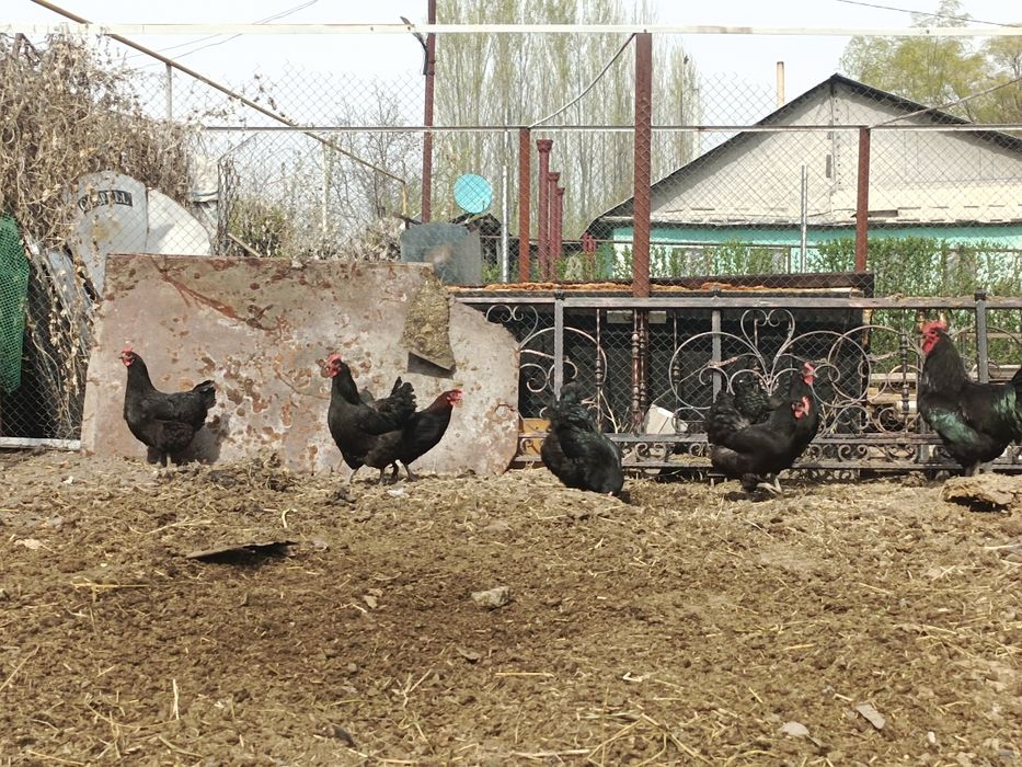 Продам курей Джерсии́ский Гигант