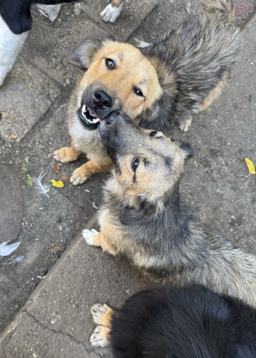 Подарявам кученца - Спешно търсят дом