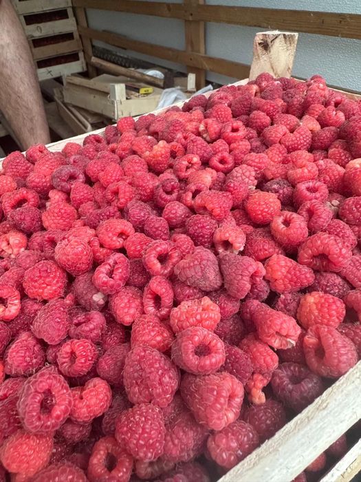 Саженцы малины сорта Поляна