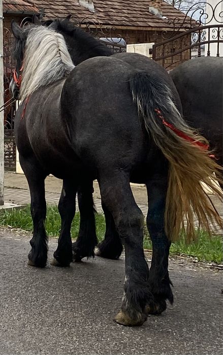 Vânză 2 /3 Ani Cuminte