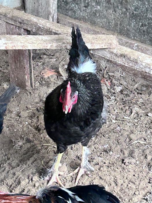 Әтеш сатылады кучин домашний