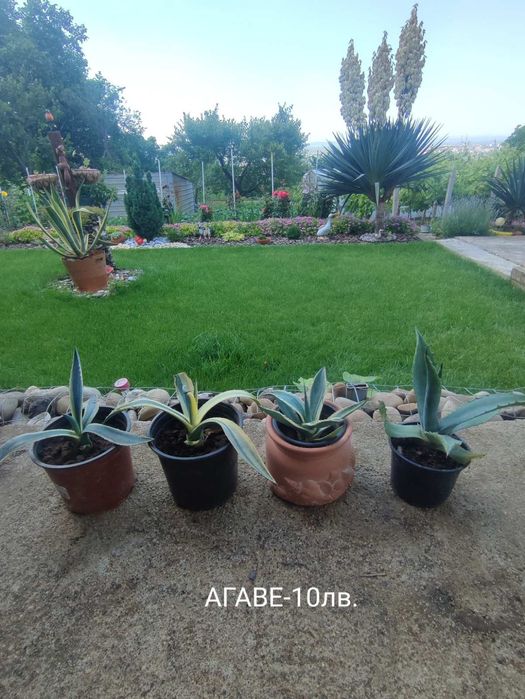 Агаве цветя , малки и по големи.