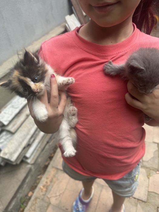 Отдам котят, 1,5 мес