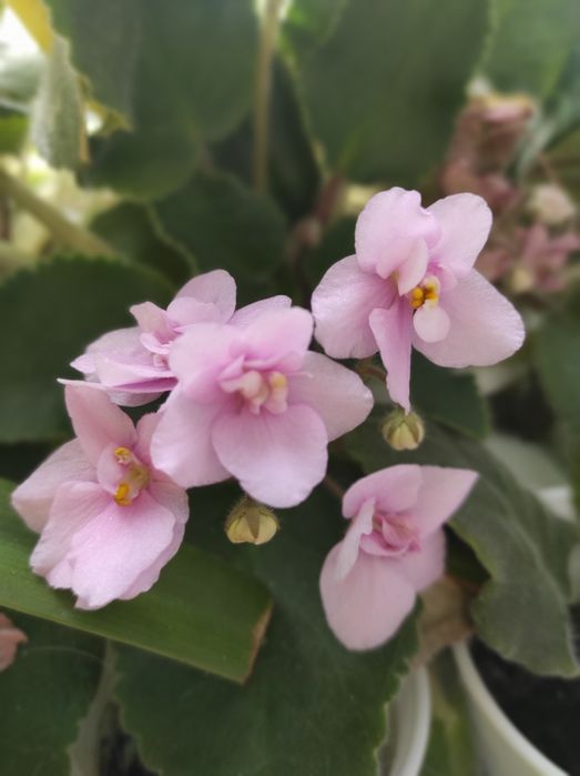 Фиалка молодая продам