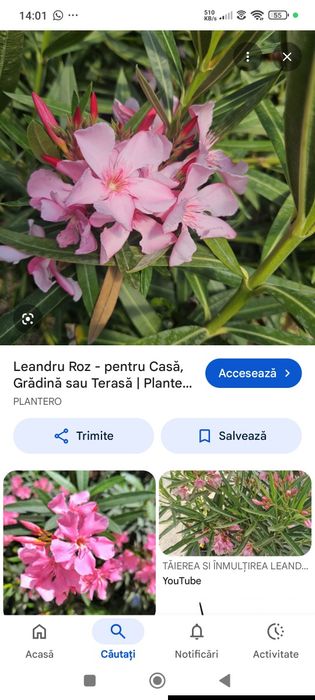 Vând semințe de leandru roz simplu