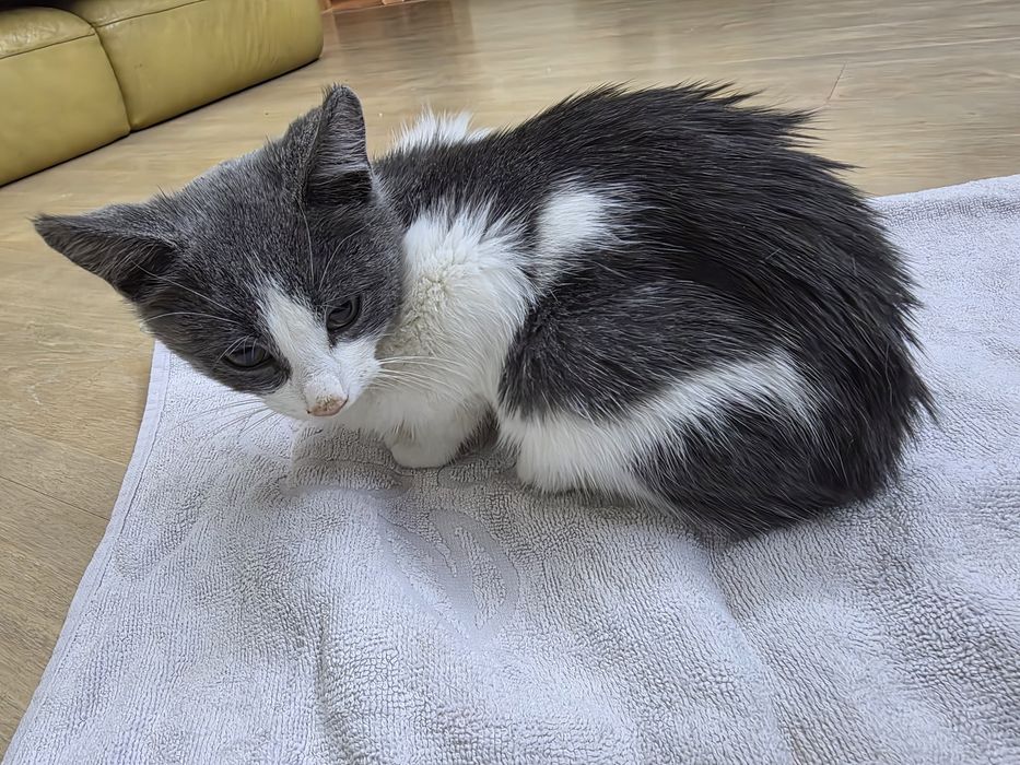Подарявам мъжко котенце на около 2м
