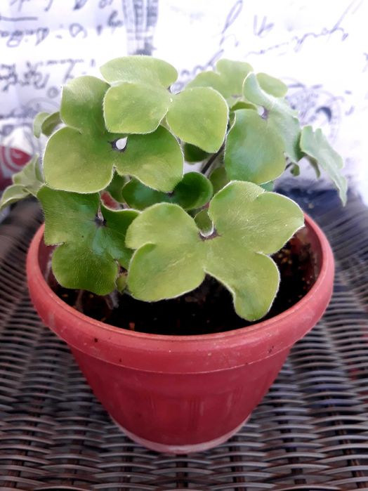 Anemone hepatica в саксия