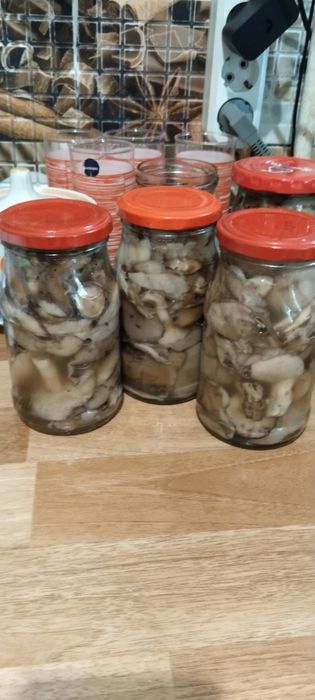Маслята грибы 2500