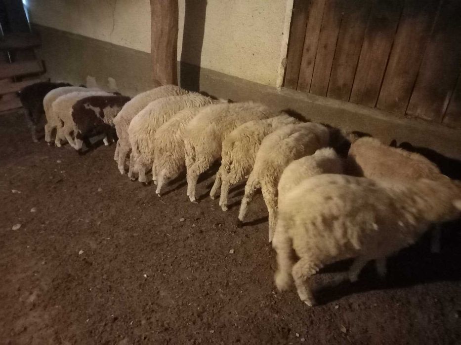 Vand Berbecuti tinuti pe stabulatie