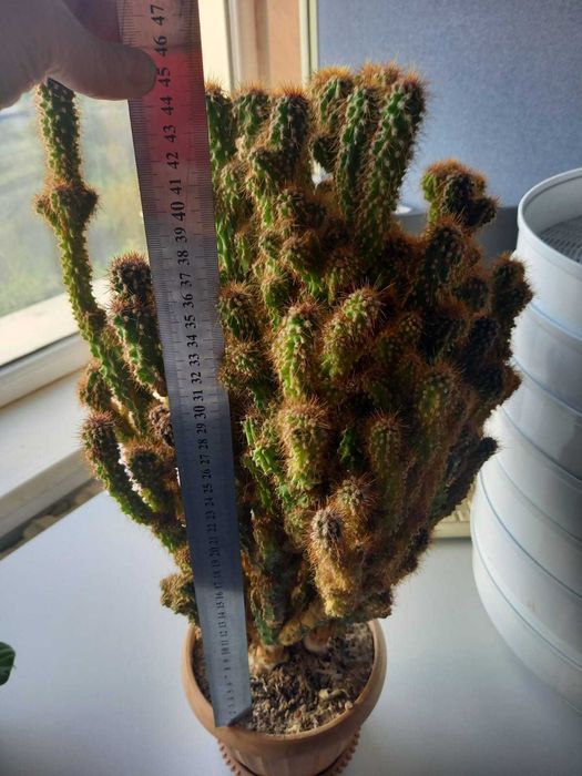 Кактус дерево 62 см