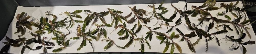 Butsiflandor akvarium rasteniya