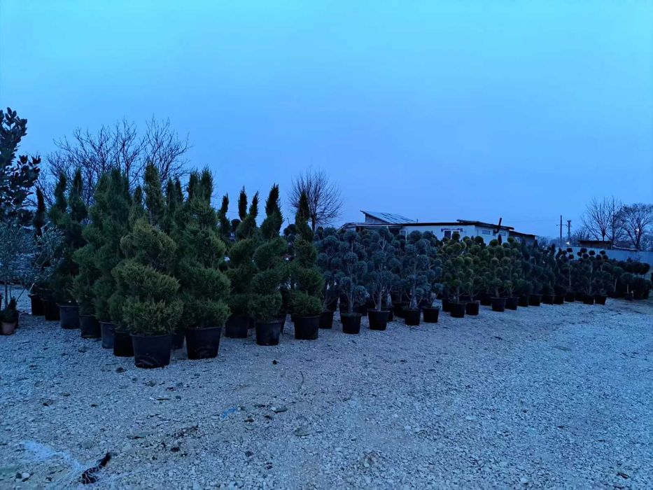 Amenajăm grădini folosind o gamă largă de plante – Transport și plantare