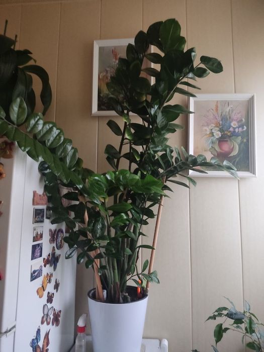 Цветы для дома и офиса