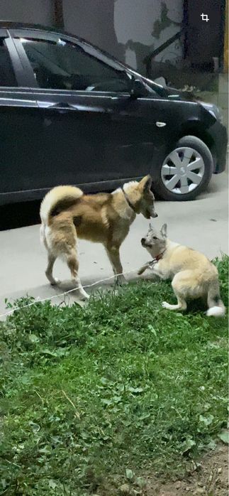 Продается западно сибирская лайка!!!